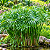 SOMBRINHA CHINESA (Cyperus alternifolius) - Muda com até 1 metro - Imagem 6