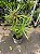 SOMBRINHA CHINESA (Cyperus alternifolius) - Muda com até 1 metro - Imagem 3