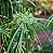 SOMBRINHA CHINESA (Cyperus alternifolius) - Muda com até 1 metro - Imagem 7