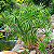 SOMBRINHA CHINESA (Cyperus alternifolius) - Muda com até 1 metro - Imagem 1