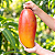 MANGA TINFAN GIGANTE (Mangifera indica) - Muda Enxertada com 70 a 80 cm - Imagem 1