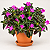 PLANTA VELUDO (Ruellia makoyana) - Muda com até 30 cm - Imagem 2
