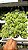 SUCULENTA ANTI MOSQUITO (Plectranthus socotranus) - Pote 6 - Imagem 2