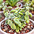 SUCULENTA ANTI MOSQUITO (Plectranthus socotranus) - Pote 6 - Imagem 1