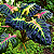 Colocasia tossakan - Muda com até 80 cm - Imagem 2