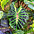 Colocasia tossakan - Muda com até 80 cm - Imagem 1