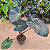 Colocasia tossakan - Muda com até 80 cm - Imagem 4