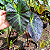 Colocasia tossakan - Muda com até 80 cm - Imagem 3
