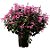 AMETISTA ROSA (Plectranthus VELVET™ Starlet) - Muda com até 40 a 60 cm - Imagem 2