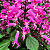 AMETISTA ROSA (Plectranthus VELVET™ Starlet) - Muda com até 40 a 60 cm - Imagem 1
