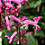 AMETISTA ROSA (Plectranthus VELVET™ Starlet) - Muda com até 40 a 60 cm - Imagem 3