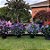 AMETISTA ROSA (Plectranthus VELVET™ Starlet) - Muda com até 40 a 60 cm - Imagem 5