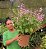 AMETISTA ROSA (Plectranthus VELVET™ Starlet) - Muda com até 40 a 60 cm - Imagem 4
