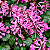 AMETISTA ROSA (Plectranthus VELVET™ Starlet) - Muda com até 40 a 60 cm - Imagem 6