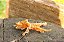 STICK FRANGO CROCANTE 60G - PET BEM - Imagem 2