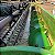 COLHEITADEIRA JOHN DEERE S550 - Ano 2015 - Imagem 8