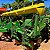 PLANTADEIRA JOHN DEERE 1111 - Ano 2011 - Imagem 2