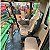 COLHEITADEIRA JOHN DEERE S440 - Ano 2019 - Imagem 6