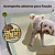 OFERTA ESPECIAL 3CX - Tapete Higiênico para cachorro 48x60 cm - Caixa com 30 unidades - Imagem 7