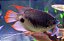 Gourami Red Tail 8cm - Imagem 1