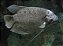 Gourami Cinza 25cm - Imagem 1