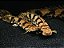Polypterus Endlicheri 15 a 20cm - Imagem 1