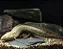 Protopterus Annectens 25cm - Imagem 1