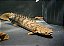 Polypterus Congicus 22 a 25cm - Imagem 1