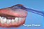 Bico Limpador de Língua Waterpik - Tongue Cleaner Tip - Imagem 3
