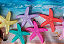 Presilha Estrela do Mar - Imagem 5
