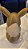 Eevee - Imagem 3