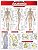 Anatomia Resumao - Imagem 1