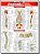 Anatomia Profunda & Posterior - Resumao - Imagem 1