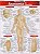 Anatomia de Superficie Resumao - Imagem 1