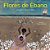 Flores de Ebano - Imagem 1