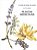 Plantas Medicinais - Livro de Ouro da Saude - Imagem 1