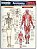 Resumao Escolar - Anatomia - Ensino Fundamental - Imagem 1