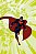 Superman - Kryptonita - Imagem 1