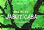 Meu pe de Jabuticaba - Imagem 1