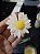 Vela Aromática Flor de Margarida - Imagem 3
