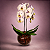 Orquídeas Phalaenopsis Brancas em Aquário - Imagem 2