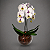 Orquídeas Phalaenopsis Brancas em Aquário - Imagem 2