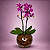 Orquídeas Phalaenopsis Violeta (Mini) - Imagem 2
