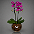 Orquídeas Phalaenopsis Violeta (Mini) - Imagem 2