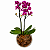 Orquídeas Phalaenopsis Violeta (Mini) - Imagem 1