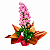 Camponola Rosa - Imagem 1