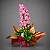 Camponola Rosa - Imagem 2