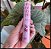 Máscara de Cílios Pink Lash da Pink 21-40g - Imagem 3