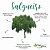 Salgueiro - Vida Ervas - 100 ML - Imagem 3