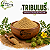 Tribulus Terrestris em Pó - Imagem 1